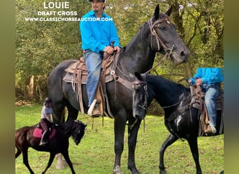 Cheval de trait, Hongre, 5 Ans, 163 cm, Noir