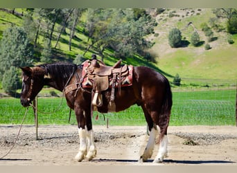 Cheval de trait, Hongre, 5 Ans, 163 cm, Noir