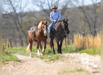 Cheval de trait, Hongre, 5 Ans, 163 cm, Rouan Bleu