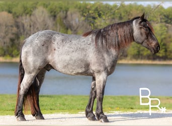 Cheval de trait, Hongre, 5 Ans, 163 cm, Rouan Bleu