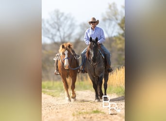 Cheval de trait, Hongre, 5 Ans, 163 cm, Rouan Bleu