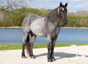 Cheval de trait, Hongre, 5 Ans, 163 cm, Rouan Bleu