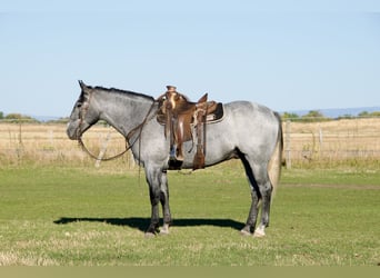Cheval de trait Croisé, Hongre, 5 Ans, 163 cm, Rouan Bleu