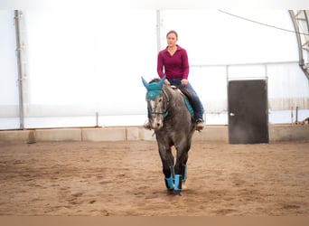 Cheval de trait Croisé, Hongre, 5 Ans, 163 cm, Rouan Bleu