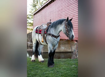 Cheval de trait, Hongre, 5 Ans, 163 cm, Rouan Bleu