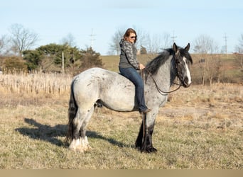 Cheval de trait, Hongre, 5 Ans, 163 cm, Rouan Bleu