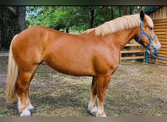 Cheval de trait, Hongre, 5 Ans, 165 cm, Alezan brûlé