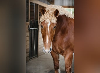 Cheval de trait, Hongre, 5 Ans, 165 cm, Alezan brûlé