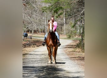 Cheval de trait Croisé, Hongre, 5 Ans, 165 cm, Alezan cuivré