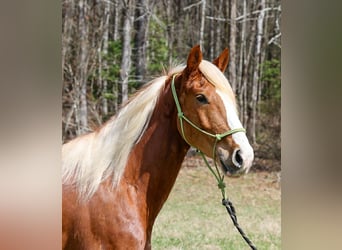 Cheval de trait Croisé, Hongre, 5 Ans, 165 cm, Alezan cuivré