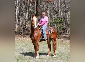 Cheval de trait Croisé, Hongre, 5 Ans, 165 cm, Alezan cuivré
