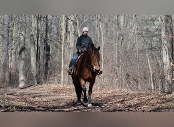 Cheval de trait Croisé, Hongre, 5 Ans, 165 cm, Bai cerise