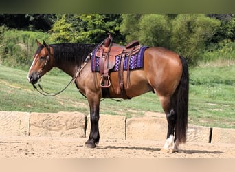 Cheval de trait Croisé, Hongre, 5 Ans, 165 cm, Bai cerise