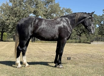 Cheval de trait, Hongre, 5 Ans, 165 cm, Gris