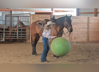 Cheval de trait Croisé, Hongre, 5 Ans, 165 cm, Isabelle