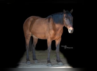Cheval de trait Croisé, Hongre, 5 Ans, 165 cm, Isabelle