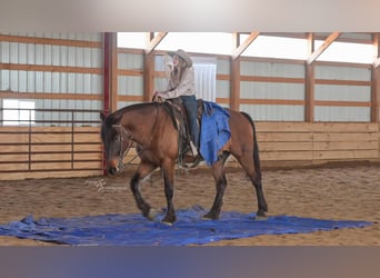 Cheval de trait Croisé, Hongre, 5 Ans, 165 cm, Isabelle