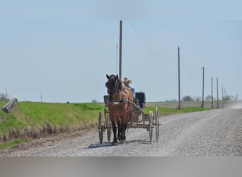 Cheval de trait Croisé, Hongre, 5 Ans, 165 cm, Isabelle