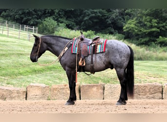 Cheval de trait Croisé, Hongre, 5 Ans, 165 cm, Rouan Bleu