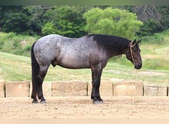 Cheval de trait Croisé, Hongre, 5 Ans, 165 cm, Rouan Bleu