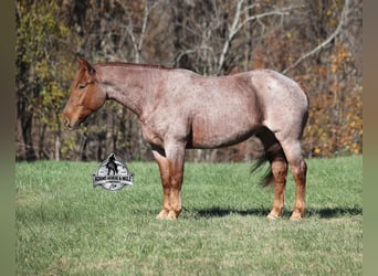 Cheval de trait Croisé, Hongre, 5 Ans, 165 cm, Rouan Rouge