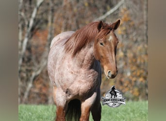 Cheval de trait Croisé, Hongre, 5 Ans, 165 cm, Rouan Rouge