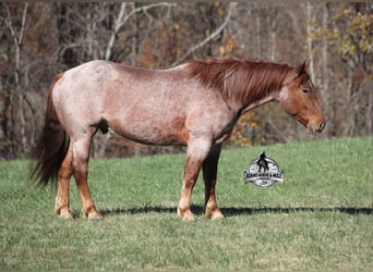 Cheval de trait Croisé, Hongre, 5 Ans, 165 cm, Rouan Rouge