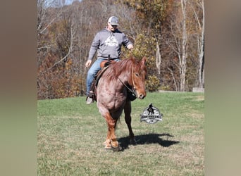 Cheval de trait Croisé, Hongre, 5 Ans, 165 cm, Rouan Rouge