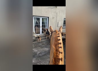 Cheval de trait, Hongre, 5 Ans, 166 cm, Alezan brûlé