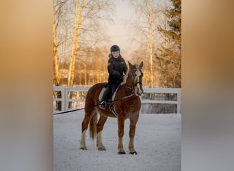 Cheval de trait, Hongre, 5 Ans, 166 cm