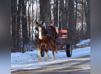 Cheval de trait Croisé, Hongre, 5 Ans, 168 cm, Alezan brûlé