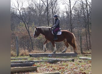 Cheval de trait Croisé, Hongre, 5 Ans, 168 cm, Alezan brûlé