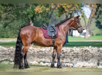 Cheval de trait, Hongre, 5 Ans, 168 cm, Bai cerise