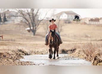 Cheval de trait Croisé, Hongre, 5 Ans, 168 cm, Bai cerise