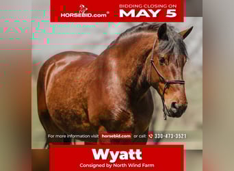 Cheval de trait Croisé, Hongre, 5 Ans, 168 cm, Bai cerise