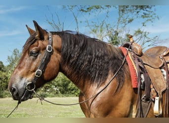 Cheval de trait Croisé, Hongre, 5 Ans, 168 cm, Bai cerise