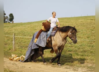 Cheval de trait Croisé, Hongre, 5 Ans, 168 cm, Grullo