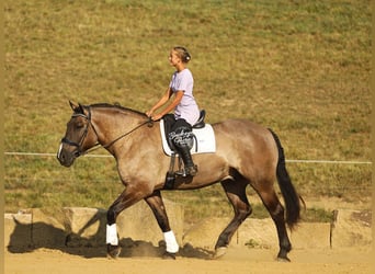 Cheval de trait Croisé, Hongre, 5 Ans, 168 cm, Grullo