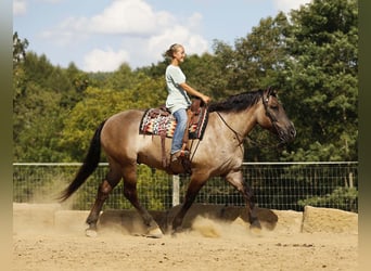 Cheval de trait Croisé, Hongre, 5 Ans, 168 cm, Grullo