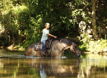 Cheval de trait Croisé, Hongre, 5 Ans, 168 cm, Grullo