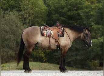 Cheval de trait Croisé, Hongre, 5 Ans, 168 cm, Grullo