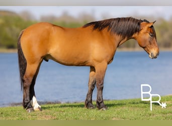Cheval de trait, Hongre, 5 Ans, 168 cm, Isabelle