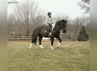 Cheval de trait Croisé, Hongre, 5 Ans, 173 cm, Pinto