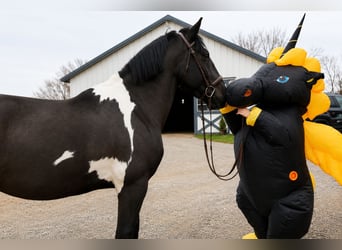 Cheval de trait Croisé, Hongre, 5 Ans, 173 cm, Pinto