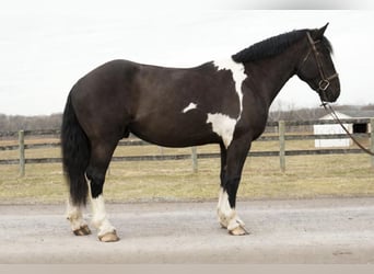 Cheval de trait Croisé, Hongre, 5 Ans, 173 cm, Pinto