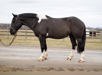 Cheval de trait Croisé, Hongre, 5 Ans, 173 cm, Pinto