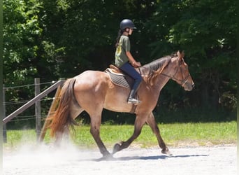 Cheval de trait Croisé, Hongre, 5 Ans, 173 cm, Rouan Rouge