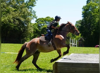 Cheval de trait Croisé, Hongre, 5 Ans, 173 cm, Rouan Rouge