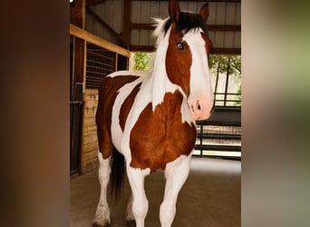Cheval de trait, Hongre, 5 Ans, 175 cm, Tobiano-toutes couleurs