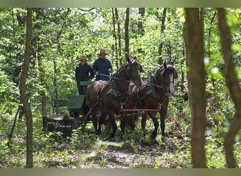Cheval de trait Croisé, Hongre, 5 Ans, Bai cerise